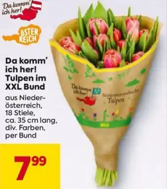 Billa Da komm' ich her! Tulpen im XXL Bund Angebot