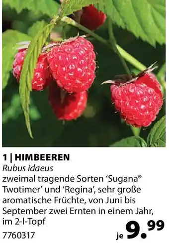 Dehner HIMBEEREN Rubus idaeus Angebot