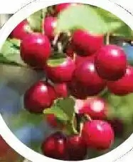 OBSTBÄUME