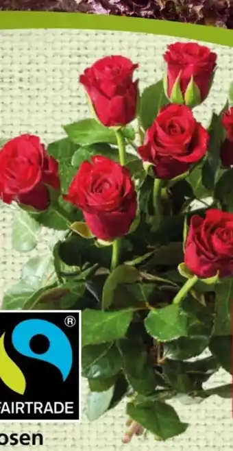 Spar Fair Trade Rose Angebot