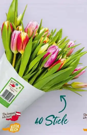 Billa Markttulpen Angebot