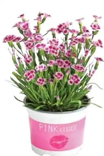 Dehner Gartennelke Pink Kisses Angebot