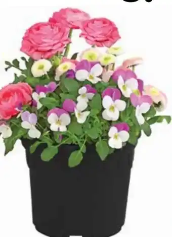Dehner Frühlings-Mix Angebot