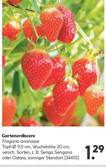 Hellweg Erdbeerpflanzen verschiedene Sorten Topf Durchmesser 9,5 cm Angebot
