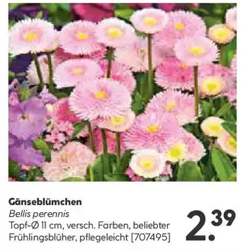 Hellweg Gänseblümchen Angebot