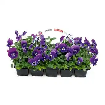 Hellweg Stiefmütterchen Angebot