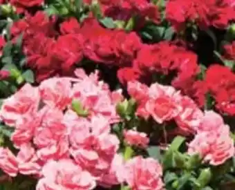 Hellweg Gartennelke Angebot