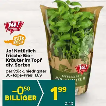 Billa Ja! Natürlich frische Bio- Kräuter im Topf div. Sorten Angebot