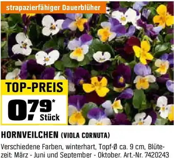 OBI HORNVEILCHEN Angebot