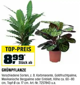 OBI GRÜNPFLANZE Angebot