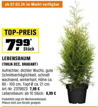 OBI LEBENSBAUM Angebot