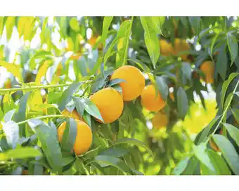 Hornbach Bio Honigpfirsich FloraSelf Bio Prunus persica 'Honeysun' Stammhöhe ca. 60 cm Gesamthöhe ca. 100-120 cm Co 7,5 L selbstfrucht Angebot