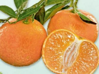 Metro Clementinen Angebot