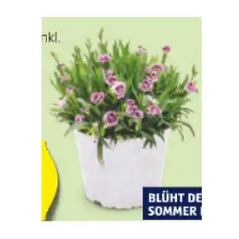 Hofer Nelke versch. Farben und Sorten HOFER 1 Stück Angebot