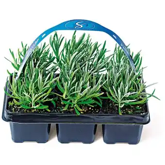 Hellweg Plantiflor Echter Lavendel 492767 HELLWEG 6 Stück 1 Packung Angebot