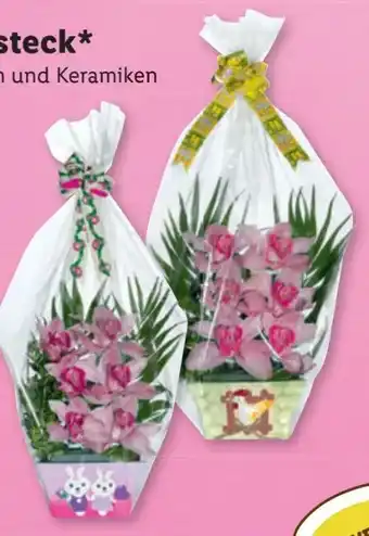 Lidl Orchidee Angebot