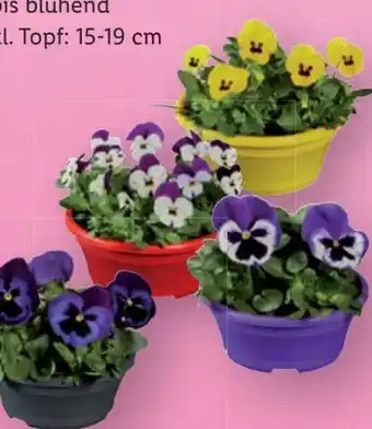 Lidl Stiefmütterchen Angebot