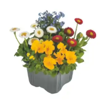 BayWa Frühlingsmix versch. Pflanzen BayWa 1 Stück Angebot