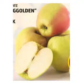 Hofer Hofer Marktplatz Äpfel „Berggolden“ aus der Steiermark HOFER 1 Kilogramm Angebot