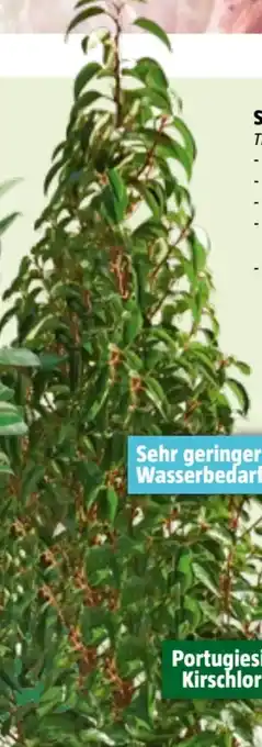 Bauhaus Smaragd Thujen Angebot