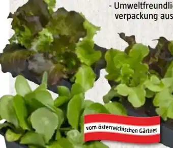 Bauhaus Salat-Gemüsepflanzen Angebot