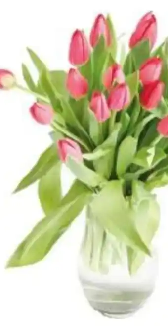 T&G Tulpen Angebot