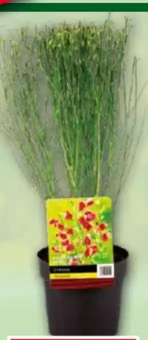Norma Ginster Mix Cytisus Angebot
