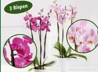 Norma Orchidee Phalaenopsis Angebot