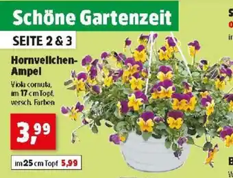 Thomas Philipps Hornvellchen- Ampel 17cm Topf Angebot