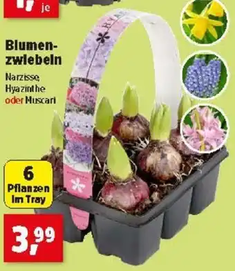 Thomas Philipps Blumenzwiebeln Angebot
