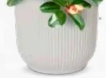 Bellaflora Topf Vibes Angebot