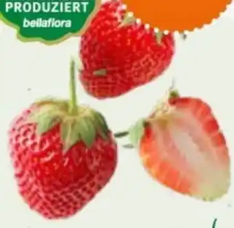 Bellaflora Bio Erdbeeren Angebot