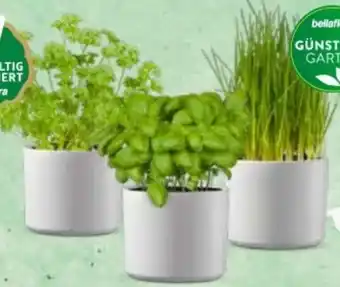 Bellaflora Kräuter Angebot