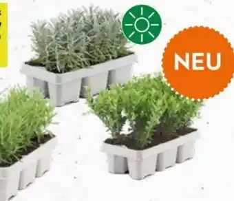 Lavendel Pflanze