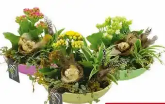 Hagebau Arrangement Ostern Angebot