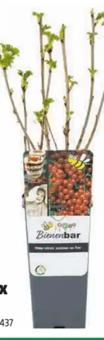 Hagebau Beerenobst Mix Angebot