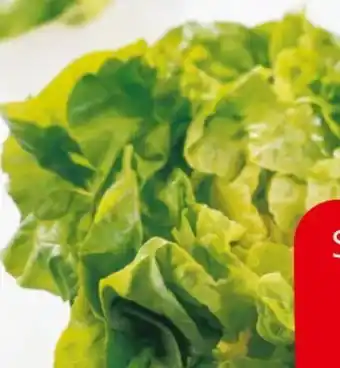 Eurospar Kopfsalat Angebot