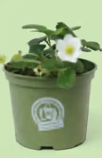 Hofer Bio-Erdbeerpflanze Angebot