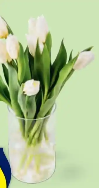 Hofer Tulpen Angebot