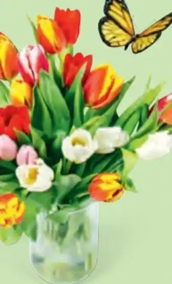 Hofer Tulpen Bouquet Angebot