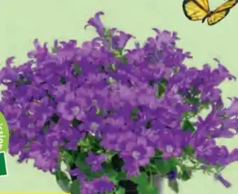 Hofer Glockenblume Angebot