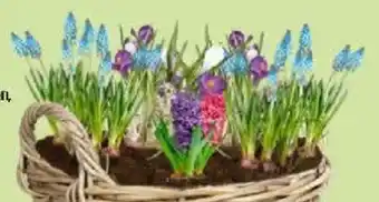 Thomas Philipps Blumen- Zwiebel-Mix Angebot