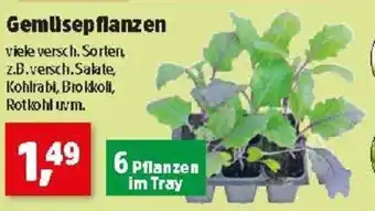 Thomas Philipps Gemüsepflanzen Angebot