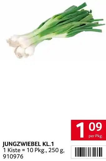 Transgourmet JUNGZWIEBEL KL.1 Angebot