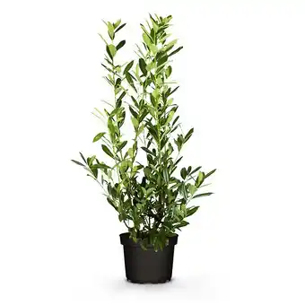 Hofer Kirschlorbeer aus Österreich 100 cm HOFER 1 Stück Angebot