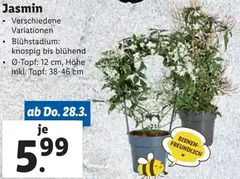 Lidl Jasmin Angebot