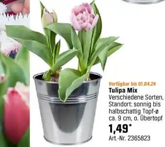 OBI Tulipa Mix Angebot