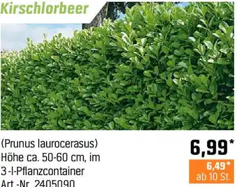 OBI Kirschlorbeer Angebot