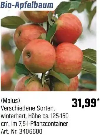 OBI Bio-Apfelbaum Angebot