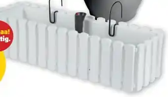 PENNY Blumenkasten Angebot